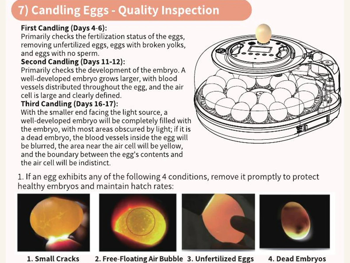 English manual candling example for a chicken cycle.