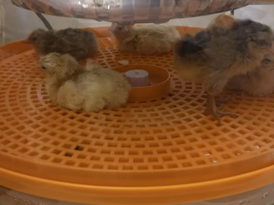 Isolation tray